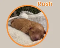 Rush , a female Cavapoo for sale in Cedar Park, TX – 3 of 3