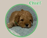 Chief , a female Cavapoo for sale in Cedar Park, TX – 2 of 3