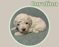 Carolina , a female Cavapoo for sale in Cedar Park, TX – 2 of 3