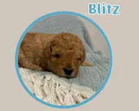 Blitz , a female Cavapoo for sale in Cedar Park, TX – 2 of 3