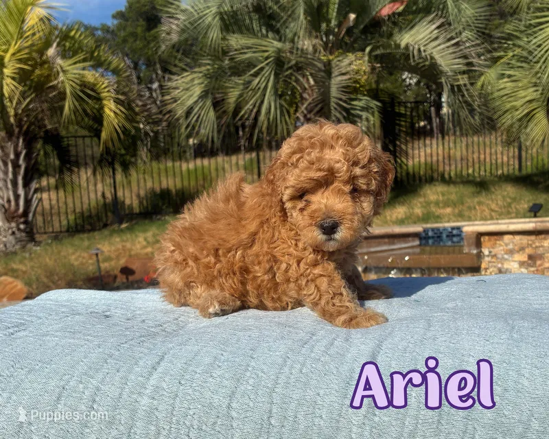 Ariel – Cavapoo puppy for sale in Cedar Park, TX