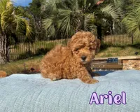 Ariel, a female Cavapoo for sale in Cedar Park, TX – 1 of 3