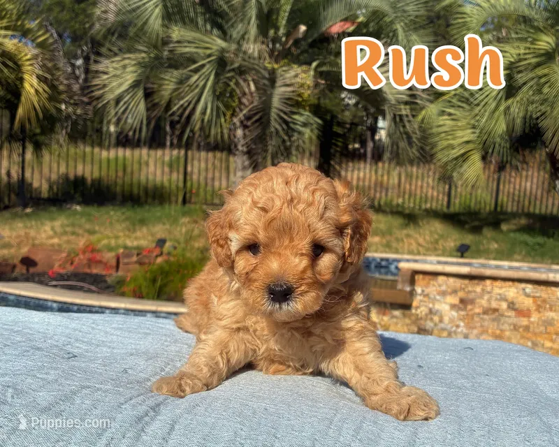 Rush  – Cavapoo puppy for sale in Cedar Park, TX