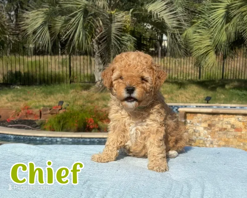 Chief  – Cavapoo puppy for sale in Cedar Park, TX