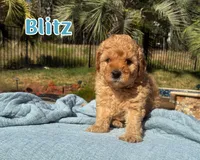 Blitz , a female Cavapoo for sale in Cedar Park, TX – 1 of 3