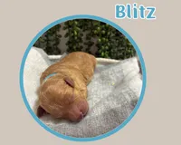 Blitz , a female Cavapoo for sale in Cedar Park, TX – 3 of 3