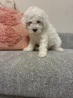 Carolina, a female Cavalier King Charles Spaniel and Poodle - Miniature  for sale in Cedar Park, TX – 2 of 2