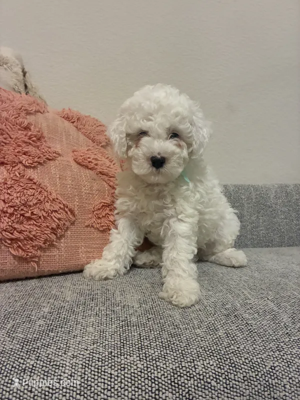Carolina – Cavalier King Charles Spaniel, Poodle - Miniature  puppy for sale in Cedar Park, TX