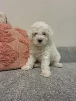 Carolina, a female Cavalier King Charles Spaniel and Poodle - Miniature  for sale in Cedar Park, TX – 1 of 2