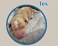 Tex, a female Cavapoo for sale in Cedar Park, TX – 3 of 3