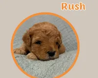 Rush , a female Cavapoo for sale in Cedar Park, TX – 2 of 3