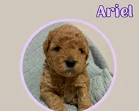 Ariel, a female Cavapoo for sale in Cedar Park, TX – 2 of 3