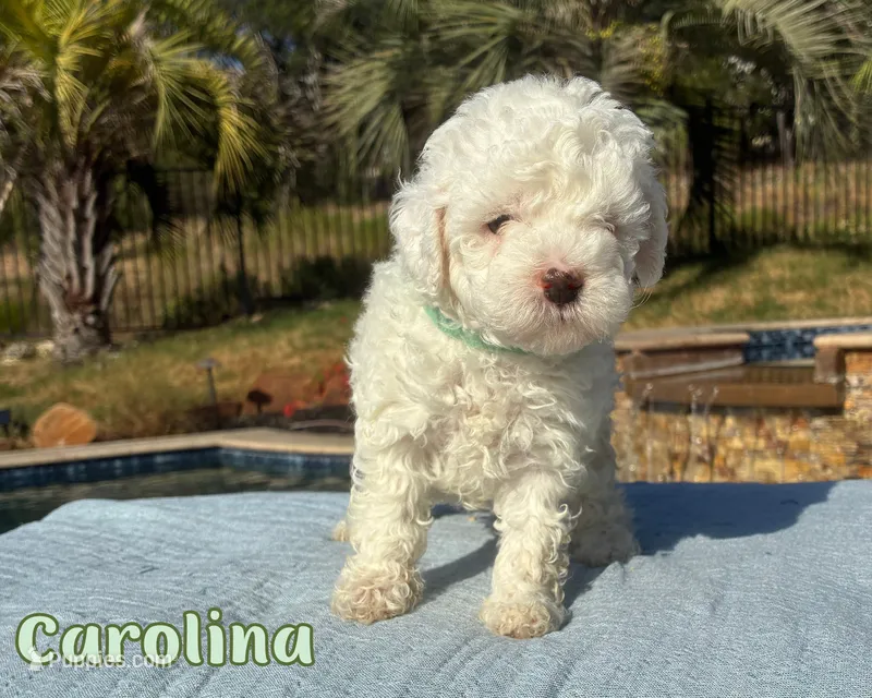 Carolina  – Cavapoo puppy for sale in Cedar Park, TX