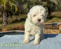 Carolina , a female Cavapoo for sale in Cedar Park, TX – 1 of 3