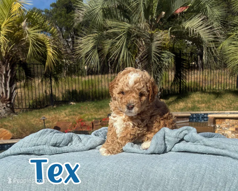 Tex – Cavapoo puppy on hold in Cedar Park, TX