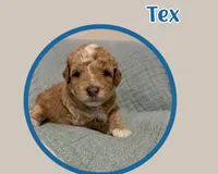 Tex, a female Cavapoo for sale in Cedar Park, TX – 2 of 3