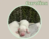 Carolina , a female Cavapoo for sale in Cedar Park, TX – 3 of 3