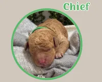 Chief , a female Cavapoo for sale in Cedar Park, TX – 3 of 3