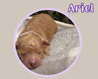 Ariel, a female Cavapoo for sale in Cedar Park, TX – 3 of 3