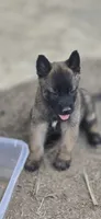 Male 1, a male Belgian Malinois for sale in Shafter, CA – 2 of 2