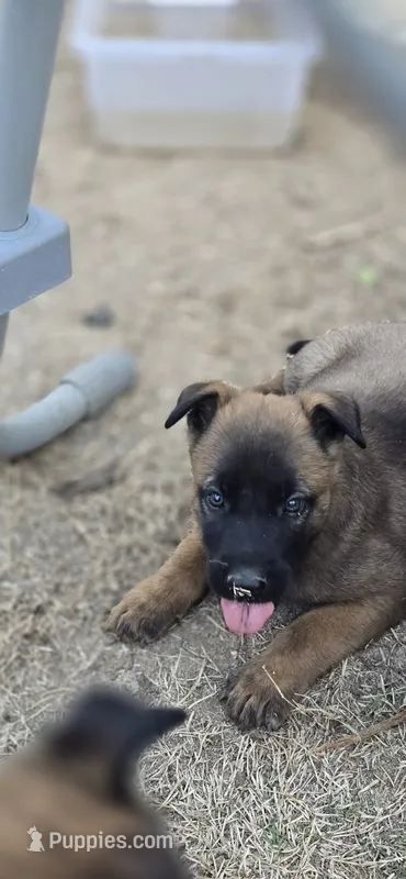 Male 3 – Belgian Malinois puppy for sale in Shafter, CA