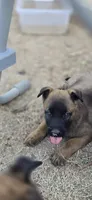 Male 3, a male Belgian Malinois for sale in Shafter, CA – 1 of 1