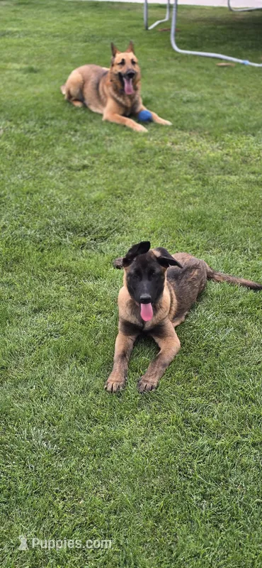Purple Female, a female Belgian Malinois for sale in Shafter, CA – Photo 1 of 3