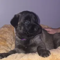 Purple Female, a female Belgian Malinois for sale in Shafter, CA – Photo 3 of 3