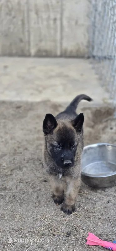 Male 4 – Belgian Malinois puppy for sale in Shafter, CA