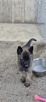 Male 4, a male Belgian Malinois for sale in Shafter, CA – 1 of 1