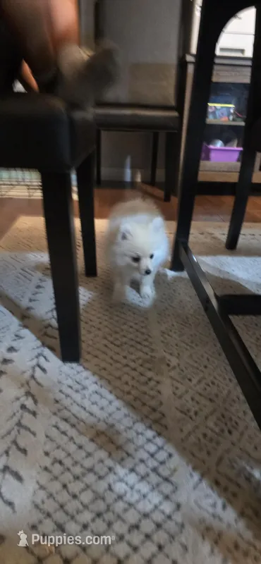 Male 1 – Pomeranian puppy for sale in Shafter, CA