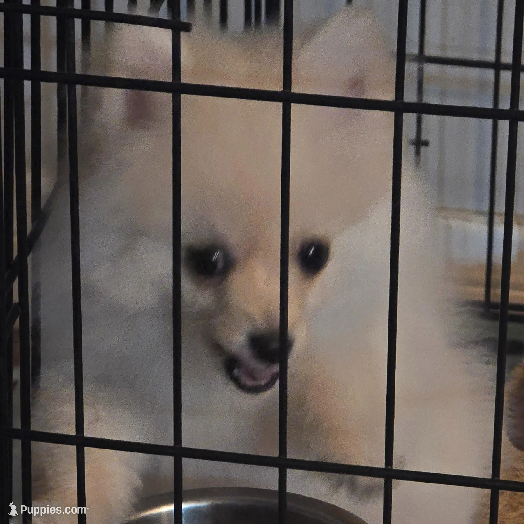 Male 1, a male Pomeranian for sale in Shafter, CA – Photo 2 of 4