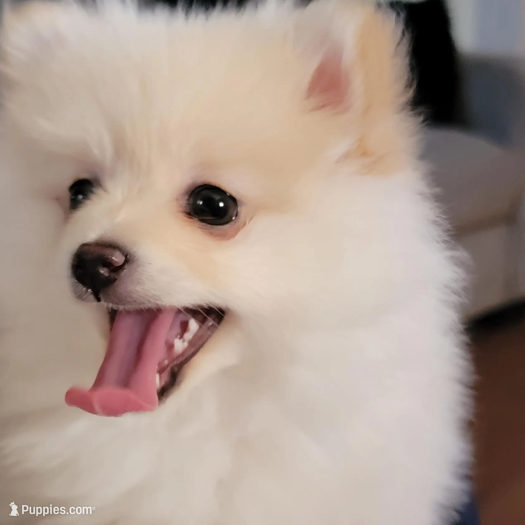 Male 1 – Pomeranian puppy for sale in Shafter, CA