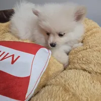 Male 1, a male Pomeranian for sale in Shafter, CA – Photo 4 of 4