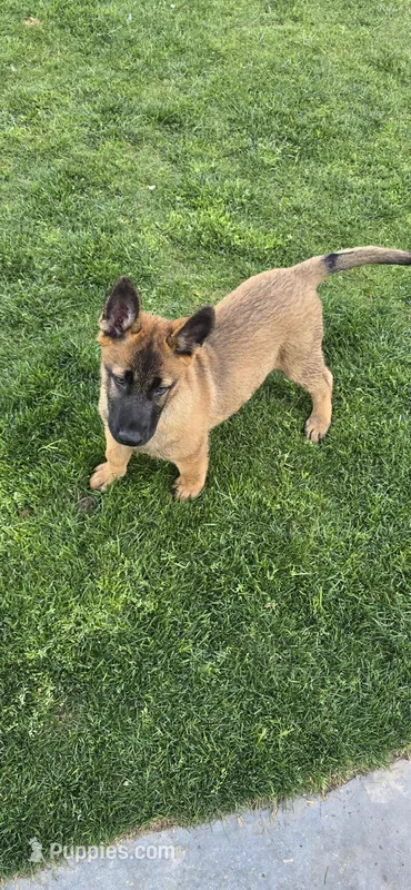 Grey male – Belgian Malinois puppy for sale in Shafter, CA