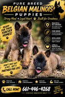 Male 1, a male Belgian Malinois for sale in Shafter, CA – 1 of 2