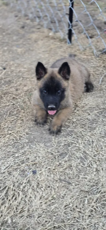 Male 2 – Belgian Malinois puppy for sale in Shafter, CA