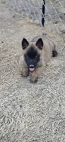 Male 2, a male Belgian Malinois for sale in Shafter, CA – 1 of 1