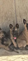 Female 2, a female Belgian Malinois for sale in Shafter, CA – 1 of 2
