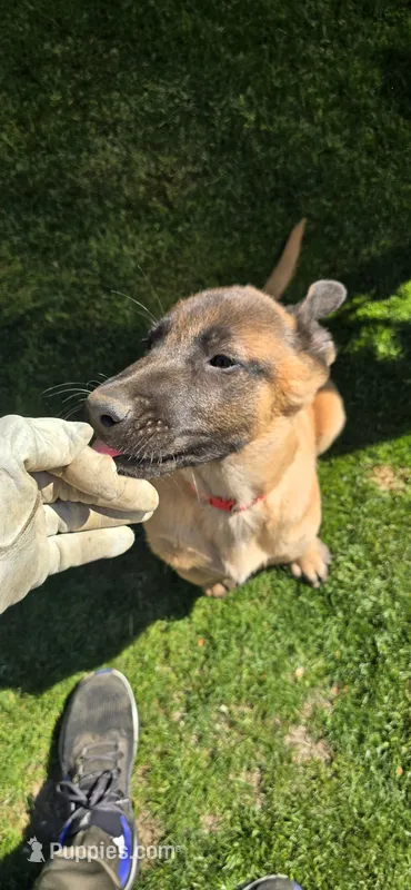 Red male – Belgian Malinois puppy for sale in Shafter, CA