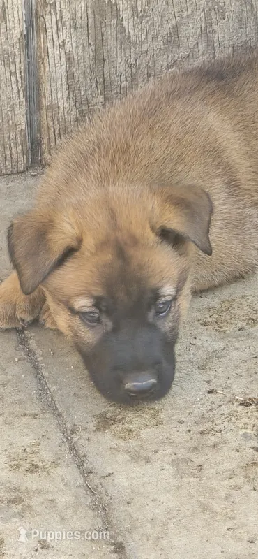Female 1 – Belgian Malinois puppy for sale in Shafter, CA