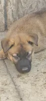 Female 1, a female Belgian Malinois for sale in Shafter, CA – 1 of 2