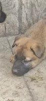 Female 1, a female Belgian Malinois for sale in Shafter, CA – 2 of 2