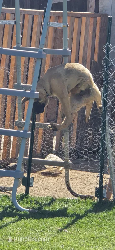 Black male – Belgian Malinois puppy for sale in Shafter, CA