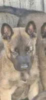 Female 2, a female Belgian Malinois for sale in Shafter, CA – 2 of 2
