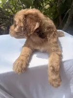 Marvin, a male Goldendoodle for sale in Orlando, FL – 3 of 5