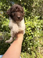 Marshall, a male Goldendoodle for sale in Orlando, FL – Photo 3 of 3