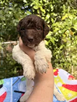 Marshall, a male Goldendoodle for sale in Orlando, FL – Photo 1 of 3