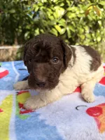 Marshall, a male Goldendoodle for sale in Orlando, FL – Photo 2 of 3
