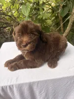 Luna , a female Goldendoodle for sale in Orlando, FL – 2 of 4